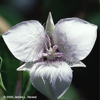 photo: Mariposa lily blossom