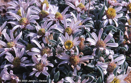 photo: a field of flowers with purple petals and yellow centers