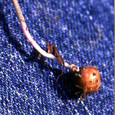 small, bulb covered in dirt