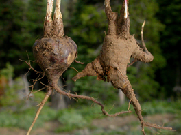 Cous corms: knarly tuberous roots