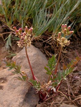 Small plant growing next to a large rock