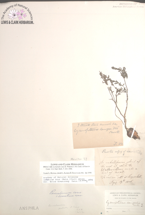 small dried plant specimen with labels from several different botanists