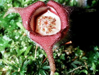Asarum canadense: a purple bloom with three fuzzy petals