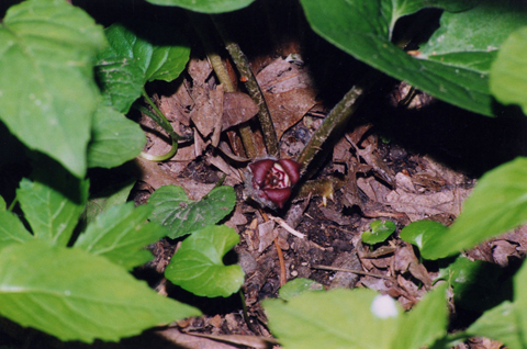 Asarum canadense: a low plant with a purple bloom near the ground