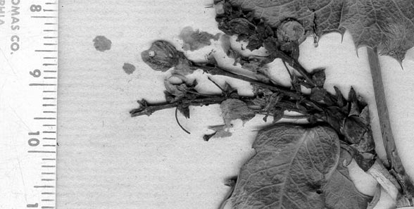 closeup of flowers and fruits of Berberis aquifolium