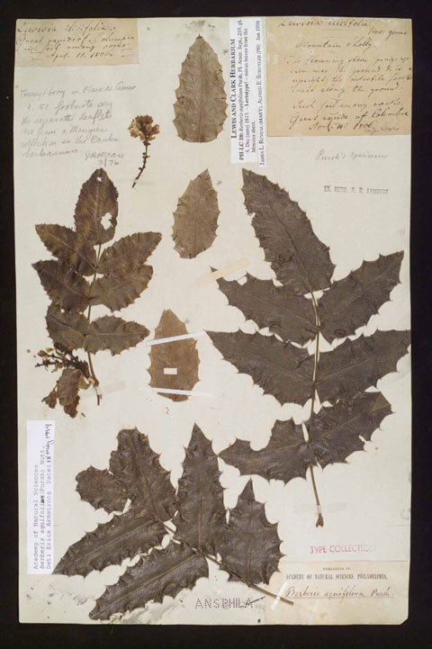 A plant with sharp leaves dried, pressed, and labeled