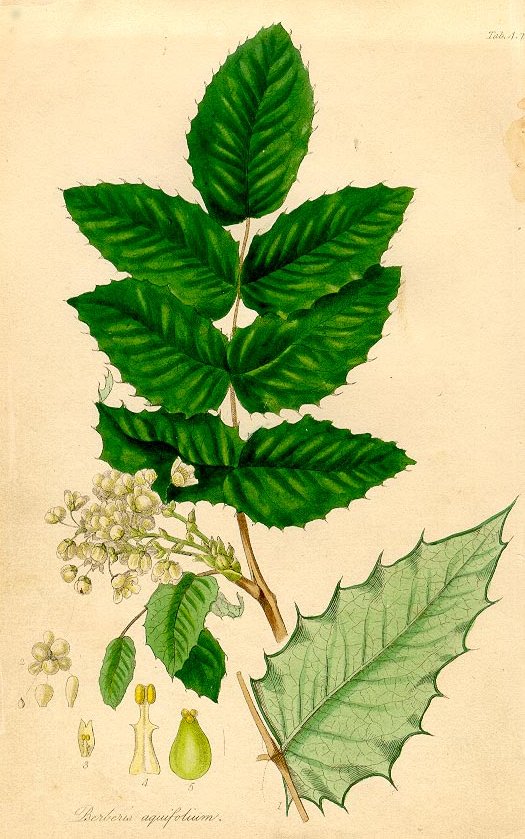 Hand-tinted engraving of Berberis aquifolium