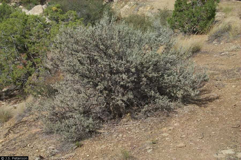 big sagebrush