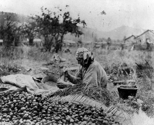 Indian women sitting in a meadow surrounded by piles of camas bulbs