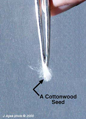 photo: tweezers holding small piece of cotton with arrow pointing to pin-point sized seed