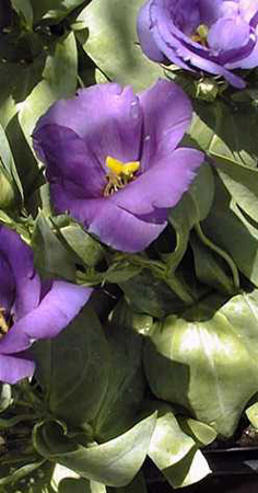 photograph of a plant with purple petals