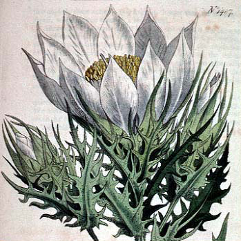 photo: botanical sketch of gumbo-lily blossom and leaves
