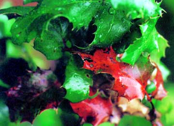 shiney green leaves with sharp points