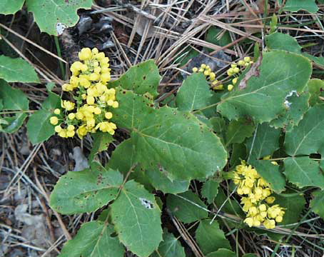 Low plant with numerous tiny, yellow flowers