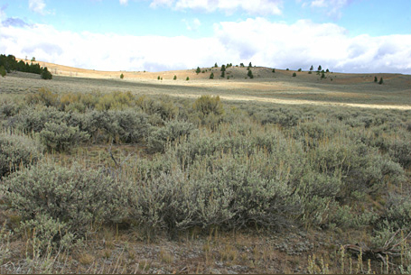 field of low sage brush