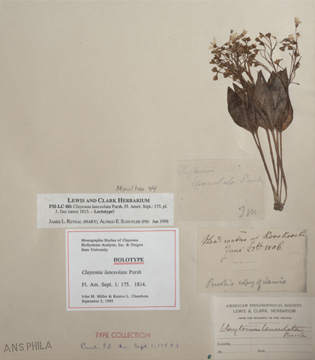 interactive image of a dried, pressed, and labeled plant