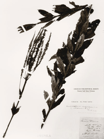 Dried plant pressed and labeled onto herbarium paper