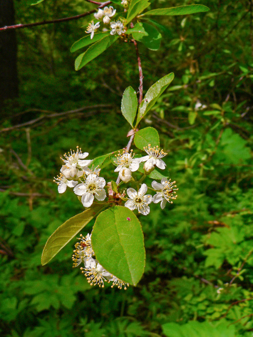 Tall blooming bush of the bitter cherry