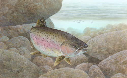 Illustration of a large fish with speckls and a red stripe