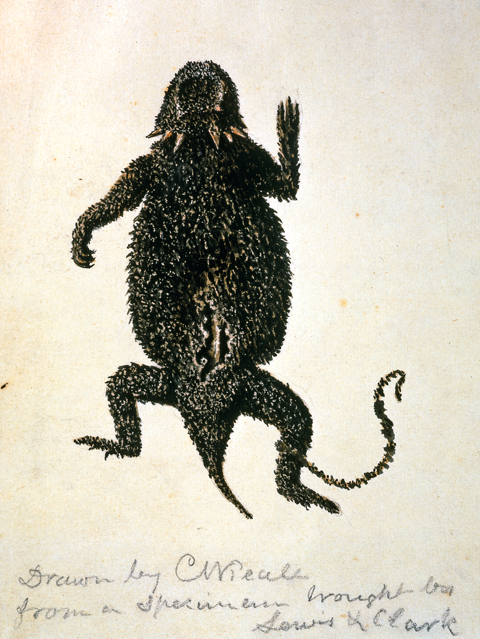 Scientific illustration of a Horned Lizard
