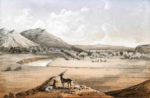 Elk on a bluff overlooking a river valley