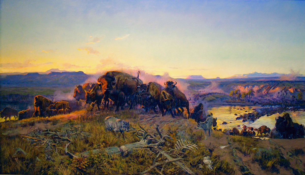 A herd of buffalo cross the river surrounded by wolves