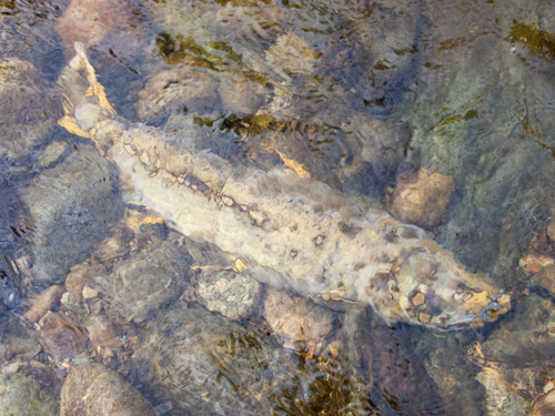 A spotted salmon laying among a mountain creek's rocks