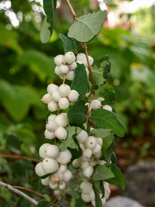 small white berries on a bush