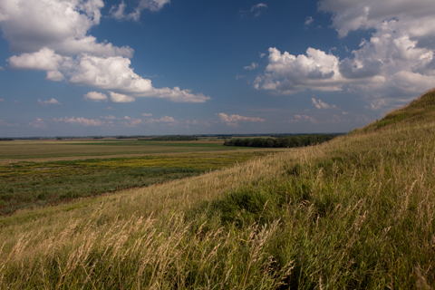 Grasses growing on a small hill in the prairie