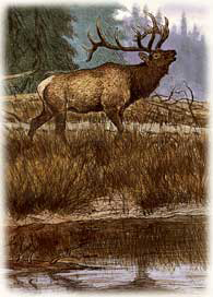 Copperplate engraving of a bull elk