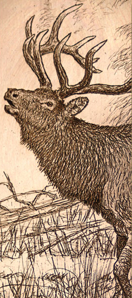 Copperplate engraving of a bull elk