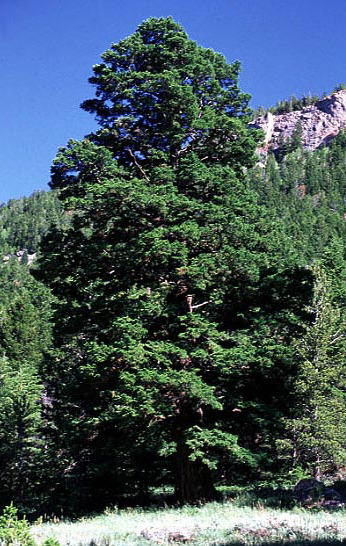 Medium-sized pine tree