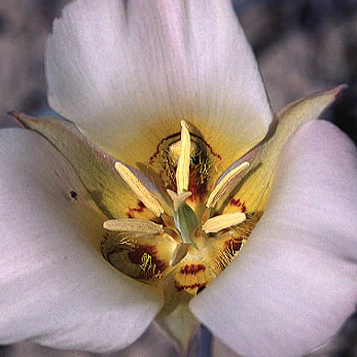 photo: close-up of sego-lily blossom