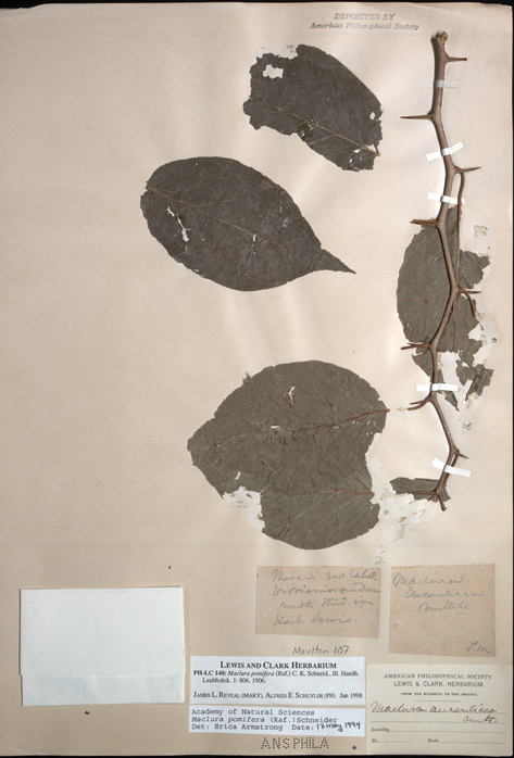 photo of Lewis's herbarium specimen