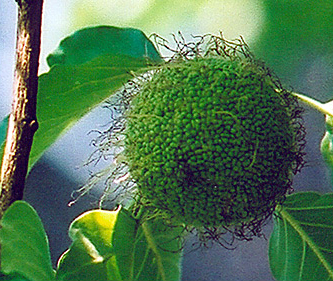 Osage Orange fruit, a ball comprised of several small, green seeds