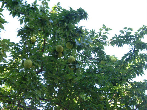 Osage orange tree and fruit
