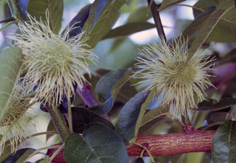 osage orange flower