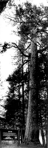Historic photo a very tall Ponderosa Pine
