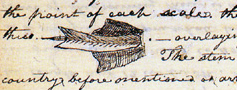 picture of Lewis's journal with a drawing of a douglas-fir bract