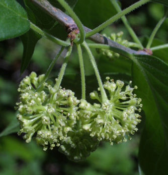 male flower of osage orange