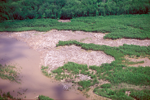 a pile of logs in a big eddy of the Missouri River