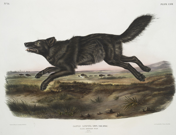 A dark wolf runs across the prairie