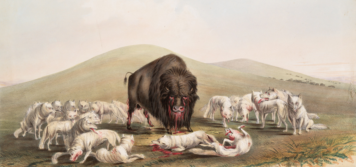 A large pack of skinny wolves surround a bleeding buffalo