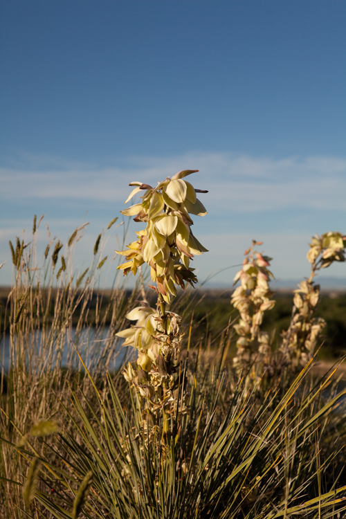flowering yucca above the Missouri River