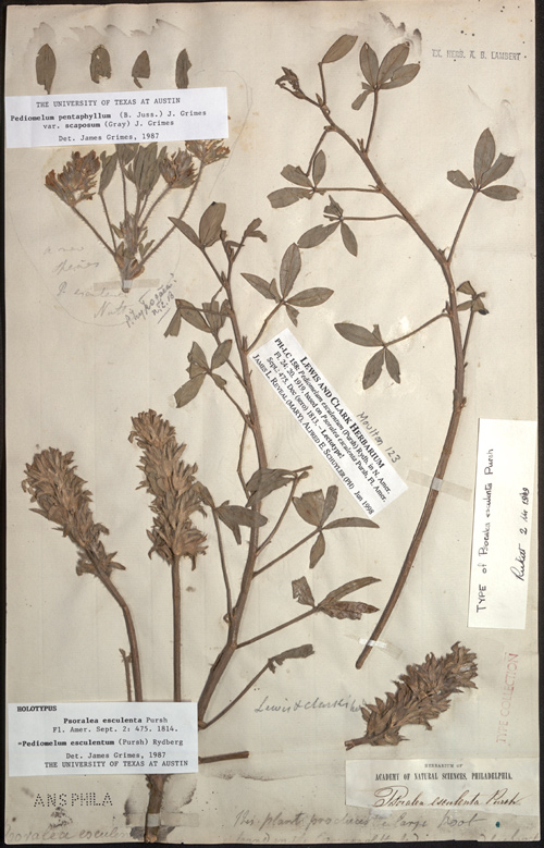 Indian Breadroot ([pediomelum esculenta) specimen sheet with faded dried flowers
