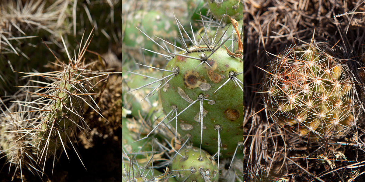Three prickly pears with sharp spines