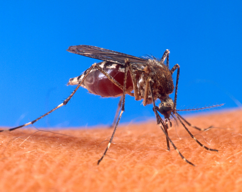 Close up of a blood engorged mosquito