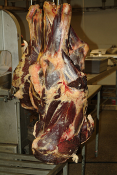 Large hunks of raw meat hanging on a hook