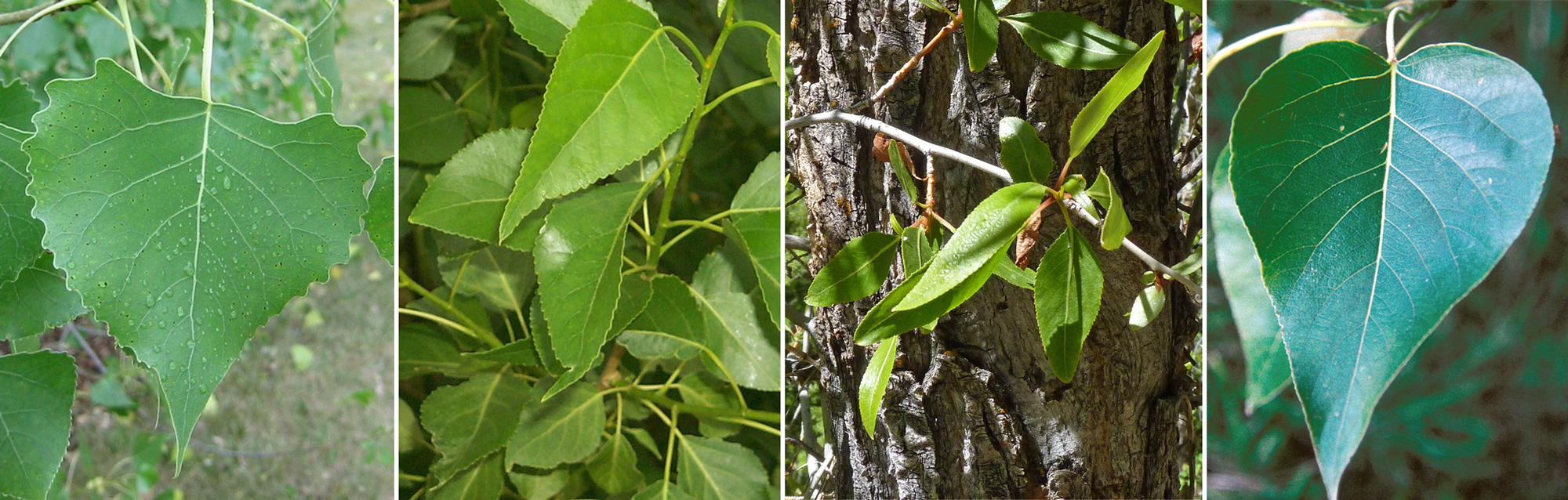 side-by-side comparison of leaves from four species of cottonwood trees