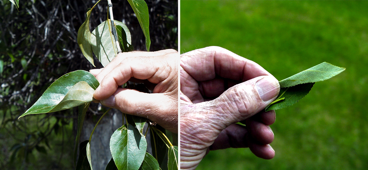 side-by-side comparison of plains and narrowleaf cottonwood trees
